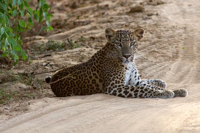 Yala Full Day Safari from Hambantota Port Shore Excursion - Yala’s coastal scrub and dry forest