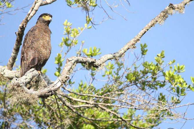 Yala Full Day Safari from Hambantota Port Shore Excursion - Animals you may look for