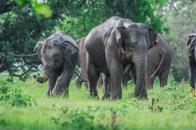 Yala Half Day Safari from Hambantota Port Shore Excursion - From Hambantota Port to Yala’s park gate