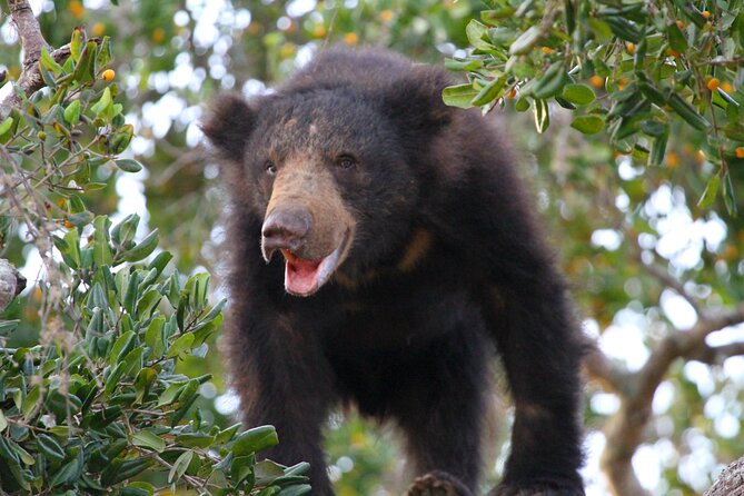 Yala Half Day Safari from Hambantota Port Shore Excursion - Animals you might see along the route