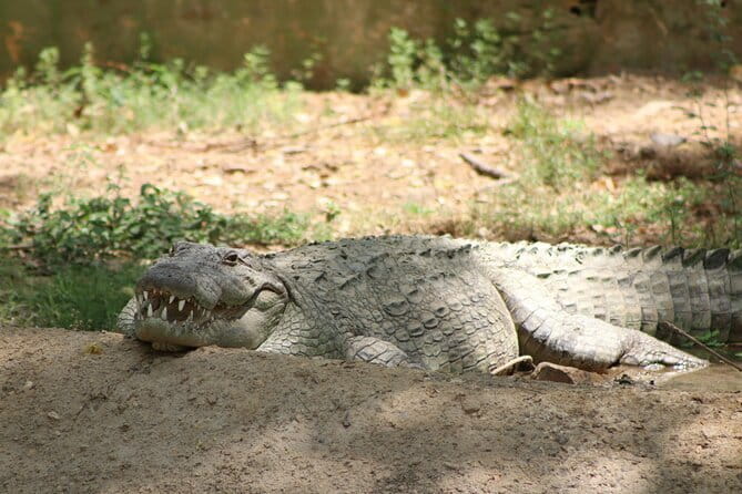 Yala National Park Safari from Hambantota port (Shore Excursion) - What the jeep and guide service add