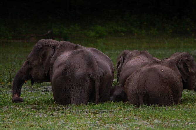 Yala National Park Safari from Hambantota port (Shore Excursion) - Is $45 a good safari price?