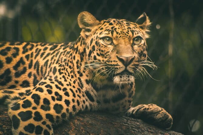Yala National Park Safari from Hambantota port (Shore Excursion) - Timing matters more than the brochure suggests