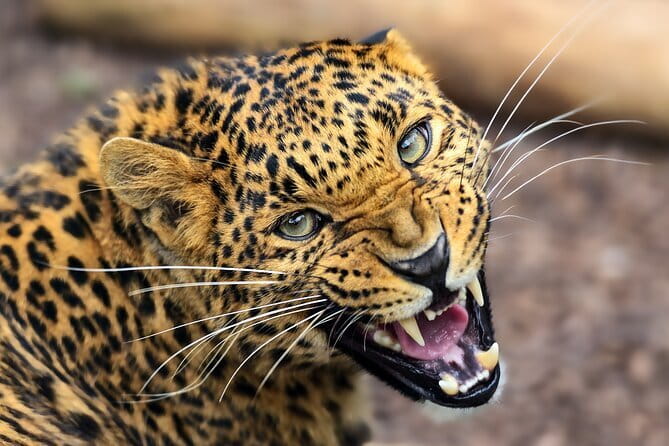 Yala National Park Safari from Hambantota port (Shore Excursion) - What is included, and what is not