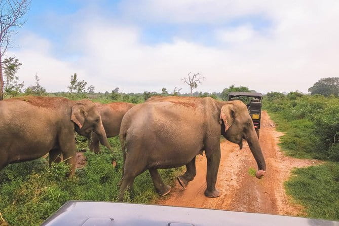 Yala National Park Safari from Hambantota port (Shore Excursion) - Who will enjoy this outing most?