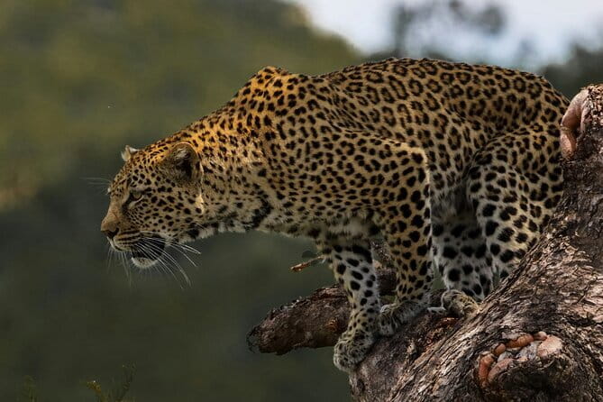 Yala National Park Safari |From Hambantota Port (Shore Excursion) - The four-hour Yala game drive