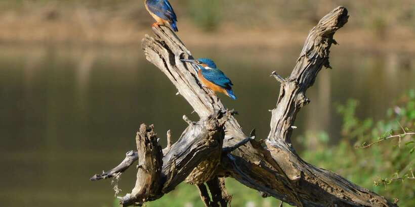 Yala Safari Tour from Hambantota Port area (Shore Excursion) - Why Yala makes sense from Hambantota Port