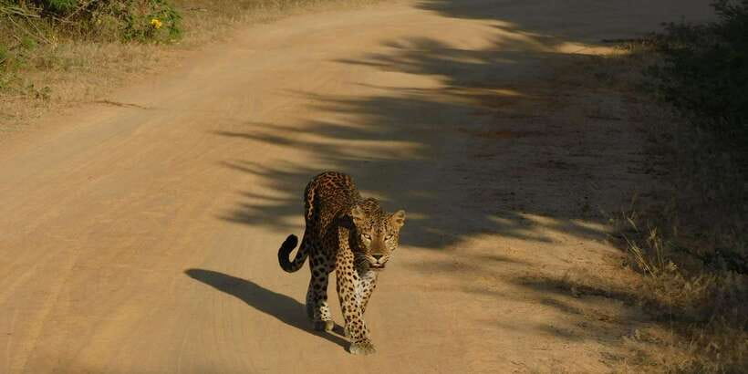Yala Safari Tour from Hambantota Port area (Shore Excursion) - The drive into Yala and the park entrance