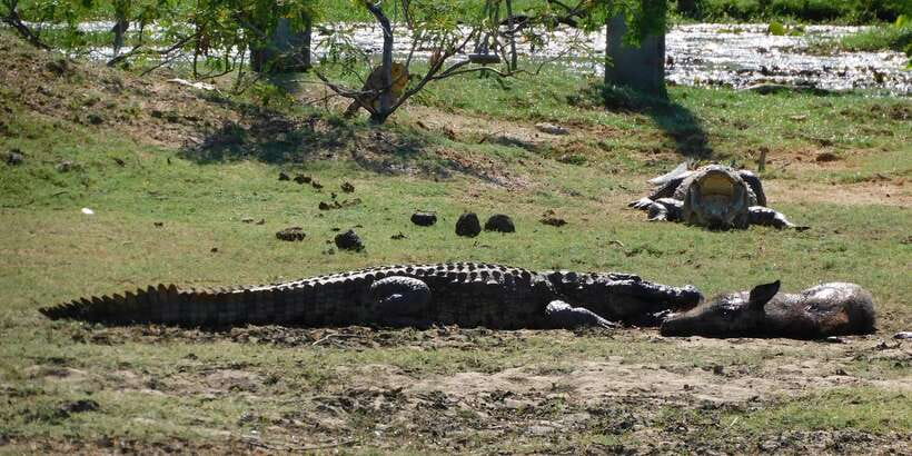 Yala Safari Tour from Hambantota Port area (Shore Excursion) - Five hours of tracks, lagoons, and wildlife