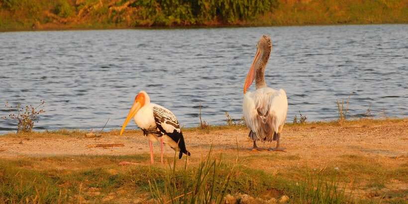 Yala Safari Tour from Hambantota Port area (Shore Excursion) - Water, snacks, binoculars, and what to pack