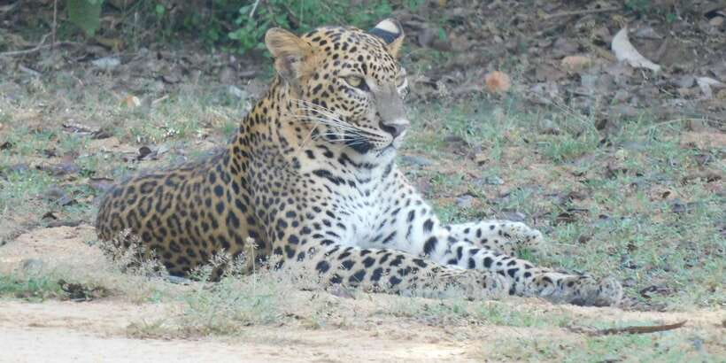 Yala Safari Tour from Hambantota Port area (Shore Excursion) - Returning to the ship on time