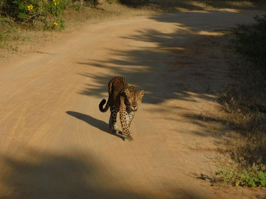 Yala Safari Tour from Hambantota Port area (Shore Excursion) - Who will enjoy this safari most