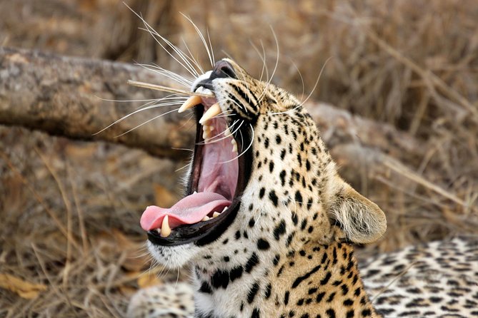 Yala Safari Tour from Hambantota Port (Shore Excursion) - Yala from Hambantota: a real safari, not a wildlife guarantee